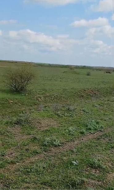 yeni bakı kirayə evlər: Kənd təsərrüfatı — 4