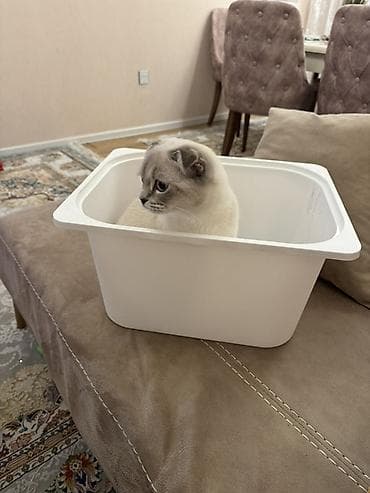 qala quzuları: Şotland, Yaxşı əllərə — 4