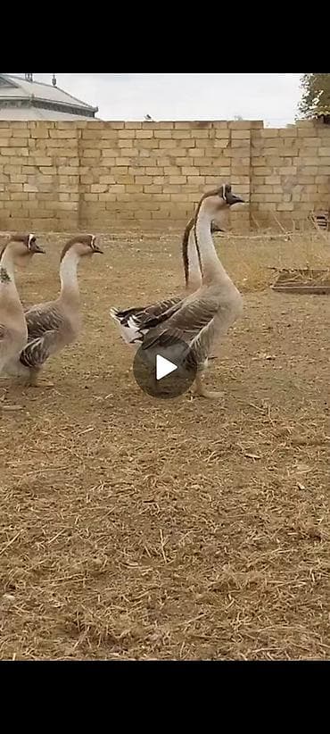 qazlar: Satılır: 15 yumurtasi Afrikan qazi qara dimdik - Uzun, incə boyunlu — 5