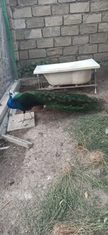 cins inekler azerbaycanda: Tovuzquşu satılır: fərələr 5 yaş:100 manat xoruz 6 yaş (qaraqanad):350 — 2