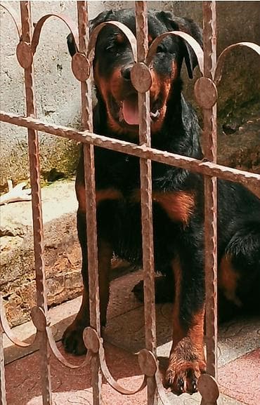 it yemi satisi: Rotveyler, 4 ay, Erkek, Peyvəndli, Ünvandan götürmə — 2