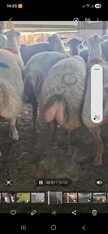 qoyun surusu satilir: 2 avqus 600 bas satlir barter var - Cins: quyruqlu (yağlı quyruq) — 8