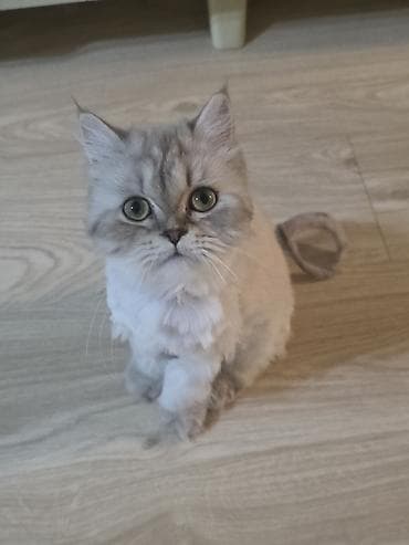 heyvanlar pişik: Britan, Dişi, Yaxşı əllərə, Ünvandan götürmə — 4