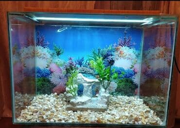 продажа аквариумных рыбок: Akvariumlar — 5