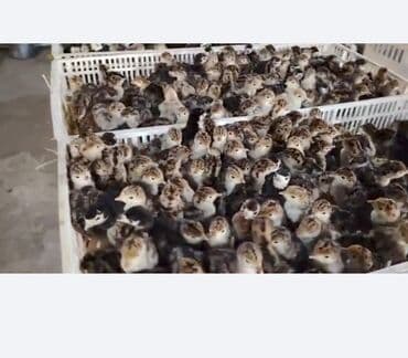 bildirçin satilir 80 qep: 1 Günlük Amerika Bronz balası Sifarişlərimiz Qəbul olunur Bütün Afda — 3