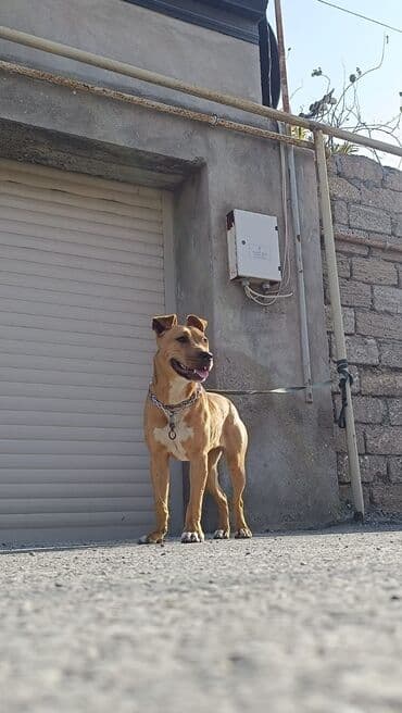 İtlər: 9 ay, Dişi, Peyvəndli, Ünvandan götürmə — 5