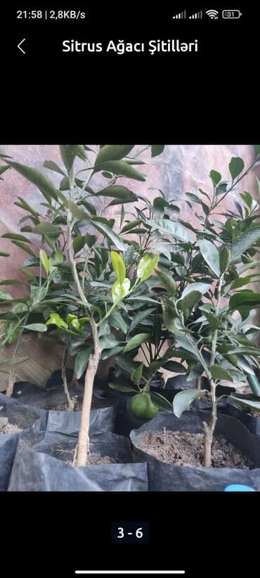 Çöl bitkiləri: Məhsul: Sitrus ağacı şitilləri - Növ: qabda yetişdirilən sitrus — 3
