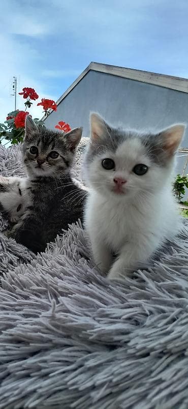 yem uyden: Şitlan pisik balasi.40 gunluk.özderi yeməy yeyir.tualet tərbiyəsi — 6