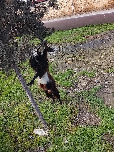 akvarium 120 cm: Satılır – Erkək keçi - Cins: uzunsaçlı, qara-qonur-ağ rəng qarışıq - — 2