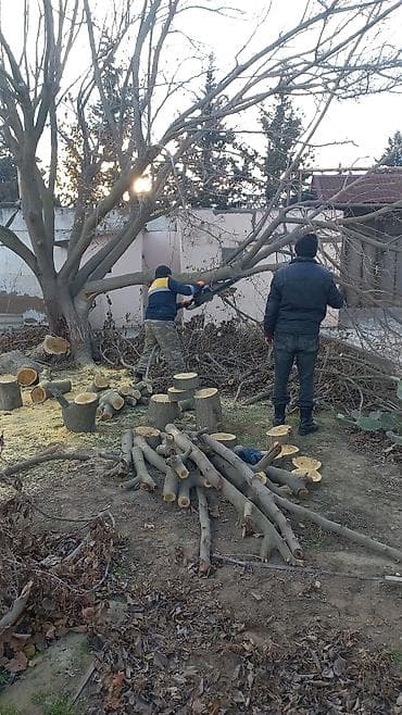 plastik kapi pencere: Ağac kesmek budamaq işləri görülür.🪚 Kotukleri səliqəli dogramaq qol — 8