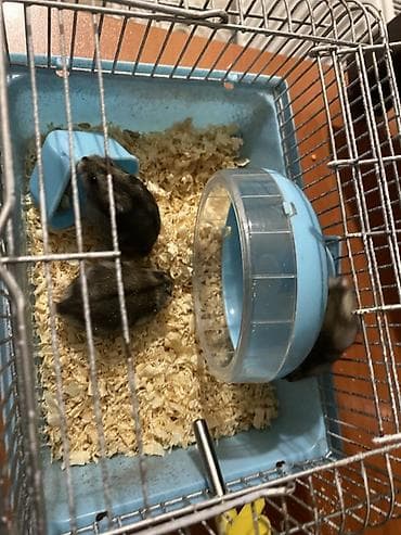 hamster satisi: Hamster və qəfəs dəsti Məhsul tərkibi: - Kiçik ölçülü metal — 4