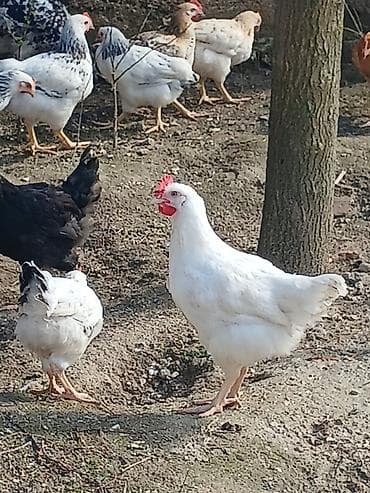 simental inekler azerbaycanda: ‼️ Təcili Satılır ‼️ 53 ədəd tam sağlam 4.ay yarımlıq colpalar — 2