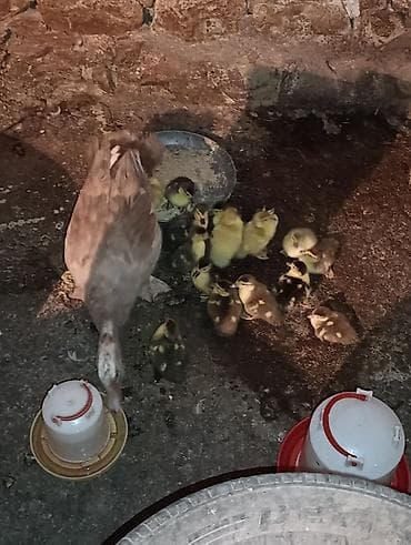 qus nömreleri: Mirvari ana lal ördəy 16 bala Ünvan Göygöl (indoutka) ördək balaları — 3