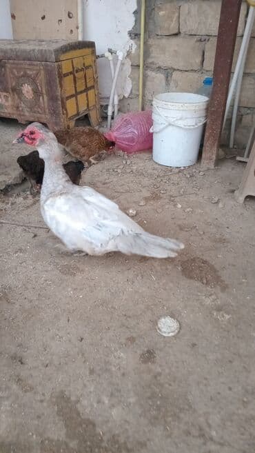 mirvari ördək: Muscovy ördəkləri (indo-ördək) satılır. Xüsusiyyətlər: - Rəng: açıq — 3