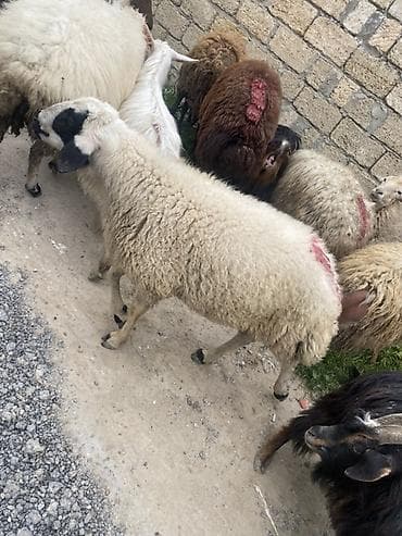 balaca meymun satisi: Qaragöz erkey 1 yasi var heyvan surmeyine söz ola bilmez — 3