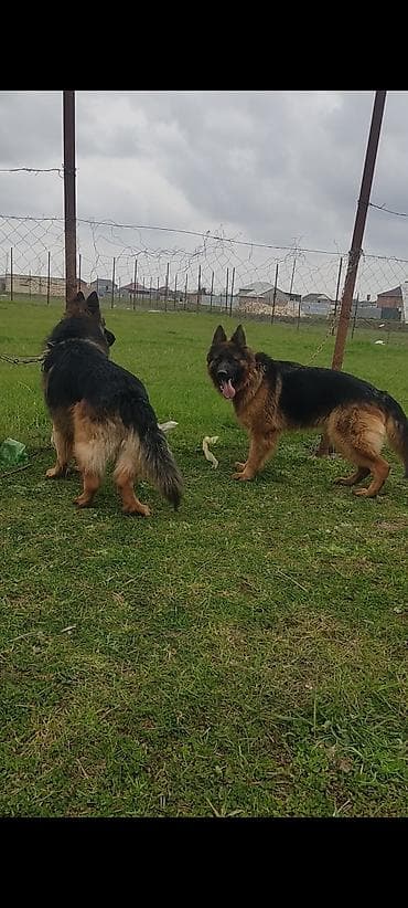 en boyuk itler: Alman çoban iti, Erkek — 3