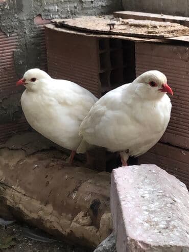 сколько стоит лошадь в азербайджане: Ag kəklik cutu 100 azn 
Watsab — 1