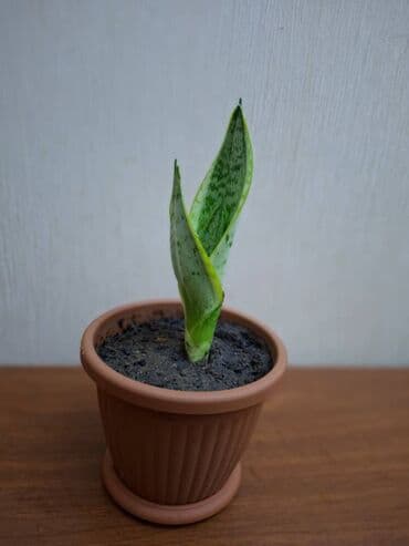 Bitkilər: Sansevieriya "Laurentii" Kök atmış sansevieriya (qaynana dili) — 2
