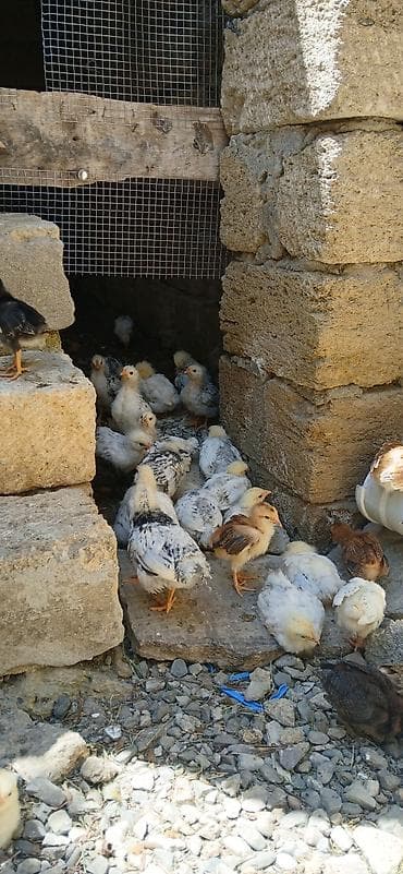 Cücə 150 ədəd 1 aylıq, bir yerdə satılır, təcili. Qiyməti 2 manat