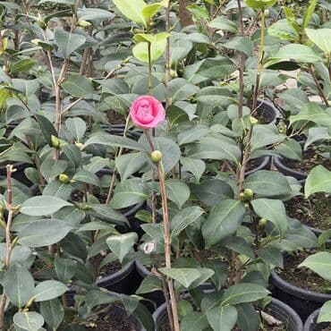 sabun gül buketi: Kameliya qarişiq rənglər — 3