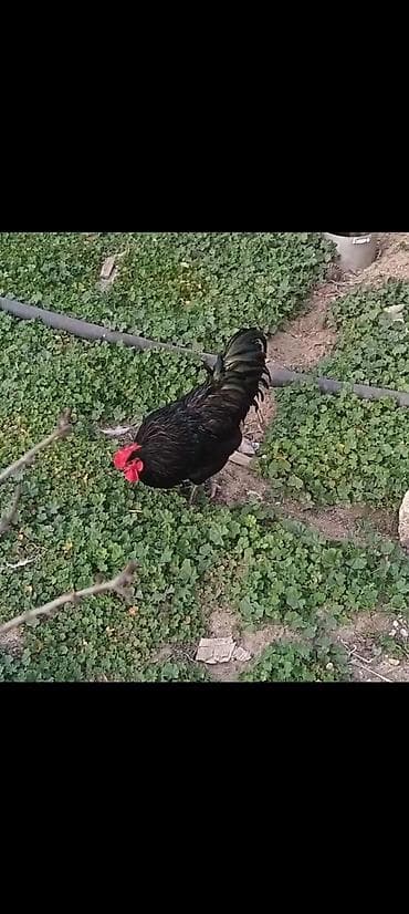 tap az xaski: Məhsul: Qara rəngli xoruz Təsvir: - Tam qara, parlaq lələklər və — 1