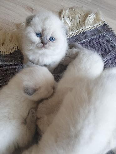 Heyvanlar: Britan — 3