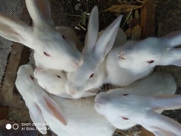 dovşan qiymətləri: Ağ albinos dovşanlar – eyni yuvalamadan olan bir neçə baş. 8 ildir — 3