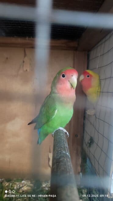 Akvarium aksessuar və ləvazimatları: Allah haminin malna bereket versin !!! Nerazluçnik sevda quşu hazir — 1