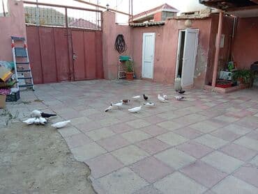 Məhsul: Ev həyətində bəslənən dekorativ və uçuş güclü göyərçinlər