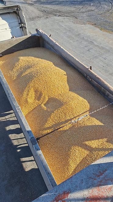 cuce ve xoruz: Məhsul: Qarışıq dənlik qarğıdalı (sarı və qırmızı tonlarda) Təsvir: - — 7