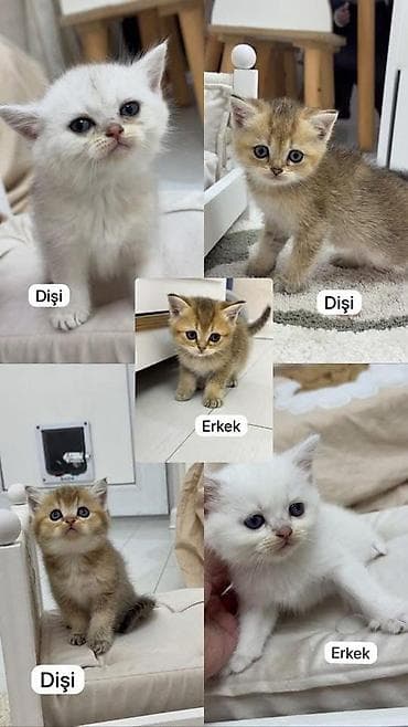 kani korso: Qızıl şinşilla, Dişi, Ünvandan götürmə — 1
