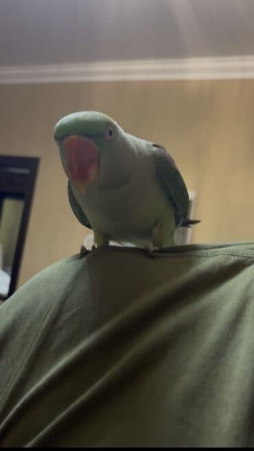 şahin quşu satışı: Alexsander ful ruçnoy 7 aylıq — 2