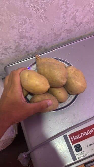 Toxumlug ve satis ucun kartof var Yalniz kamazla satilir az miqdarda