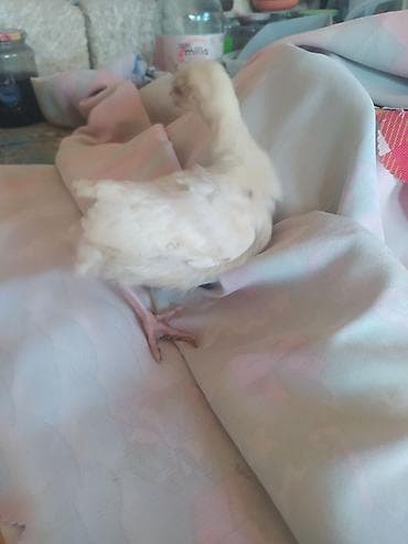 Mal-qara: Kom satılır hunduska xoruzun 6 klo çəkisi var real alıcıya endirim var — 3