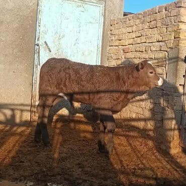 Heyvanlar üçün mallar: Məhsul: Erkək buzov Təsvir: - Şəkillərdə olan sağlam, möhkəm gövdəli — 4