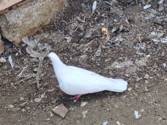 значок хары бюльбюль купить: Salam 12tuk tutulma ag maya qiymet 10manat maşdagadadir 0516831165 — 3