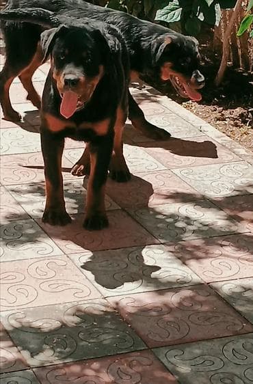 bala tutuquşu: Rotveyler, 4 ay, Erkek, Peyvəndli, Ünvandan götürmə — 5