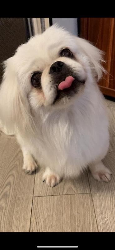 heyvan evi: Pekines itib! ⚠️ DİQQƏT – NOVXANIDA İT İTİB! ⚠️ 11 iyun tarixində — 3