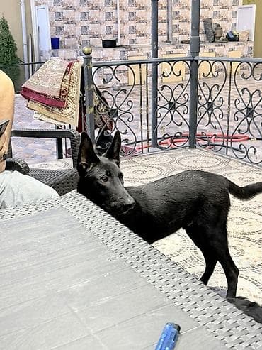 cins keciler: 5 ay, Erkək, Peyvəndli — 3