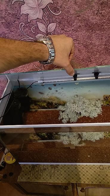 akvarium satilir: Akvaryum komplekti en 60.uzun 40. dərinlik 30 isdeyen olsa endirim — 2