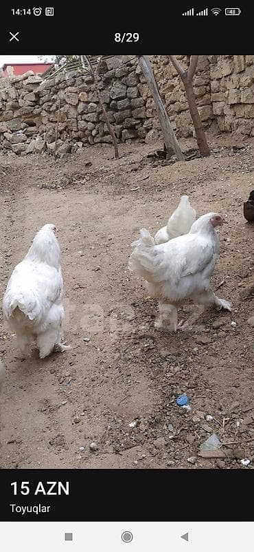 bramo toyuqları: Məhsul: Toyuqlar - Cins: Brahma tipli (ağ, qara və gümüşü rənglərdə) — 2