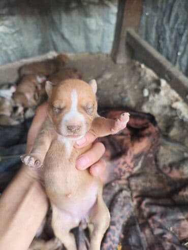 ayagi tuklu toyuqlar: Pitbul, 1 ay, Ünvandan götürmə, Rayonlara çatdırılma, Pulsuz çatdırılma — 2