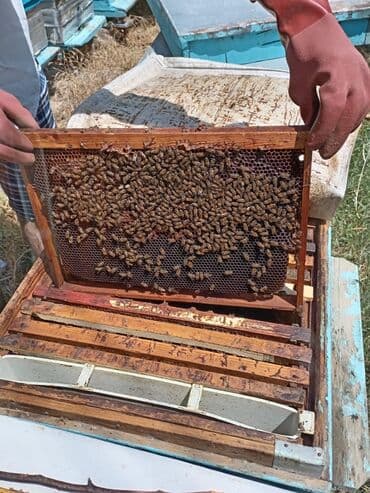 iran kere yagi: Tam təbii xalis bal 🍯 Meşə balı-30₼ Çiçək bali-30₼ Dağ qarışıq — 7