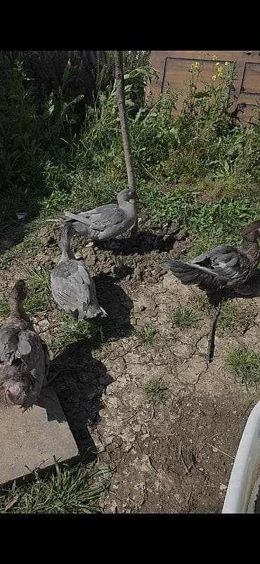 kayuqa ördəyi: 2 ədəd 5 aylıq fərə 1 ədəd 9 aylıq erkəy(Lavanda). Tək -tək — 1