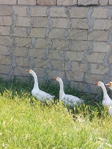 ağ quyruq ağlıca: Digər quşlar — 5