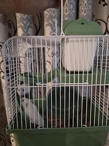 Daşıma çantaları: Ağ 2 eded Kiçik xamyak qəfəs və aksesuar dəsti.Baladirlar.Qarayevden — 10