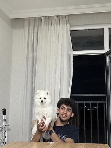 it şekli: Şpitz, 10 ay, Erkək, Peyvəndli — 2