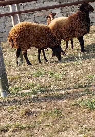 qoyunların qiyməti: Qoyunların üçüdə erkəydi ikisi 35 kilodan çox çəki verir biri isə 40 — 1