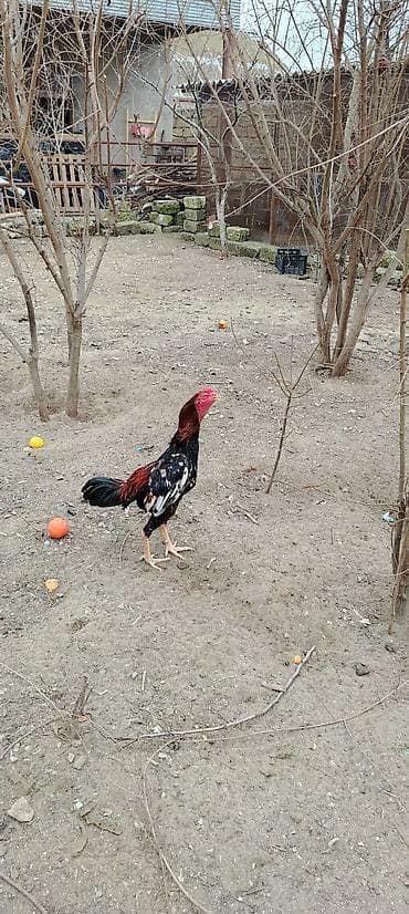 Döyüşən xoruz satılır,razılaşma yolu ilə istəyən əlaqə yaratsın,iki