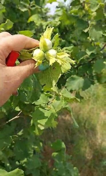 samaxi torpaq: 150 sot, Kənd təsərrüfatı, Barter mümkündür, Kupça (Çıxarış) — 8